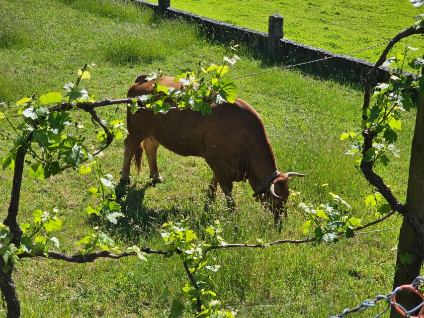 From Braga: Full-Day Tour in Gerês National Park - Getting to Peneda-Gerês