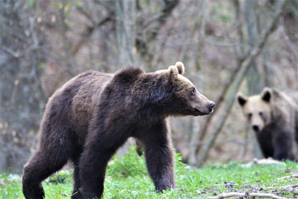 From Brasov: Brown Bear Watching in the Carpathian Mountains - Highlights and Learning Objectives