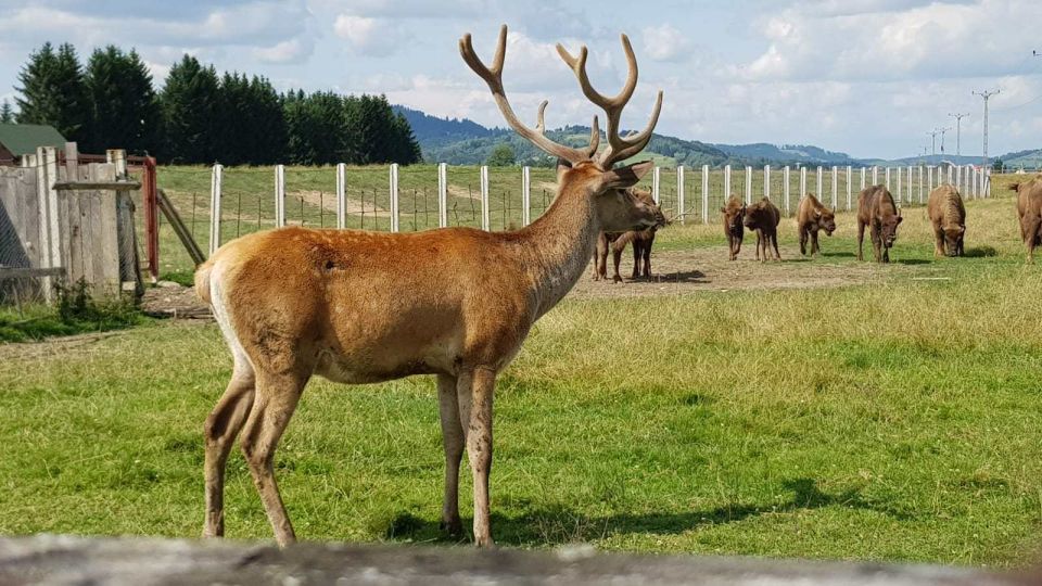 From Brasov: Day Trip to Bison Reserve & Traditional Lunch - Bison Reserve Visit