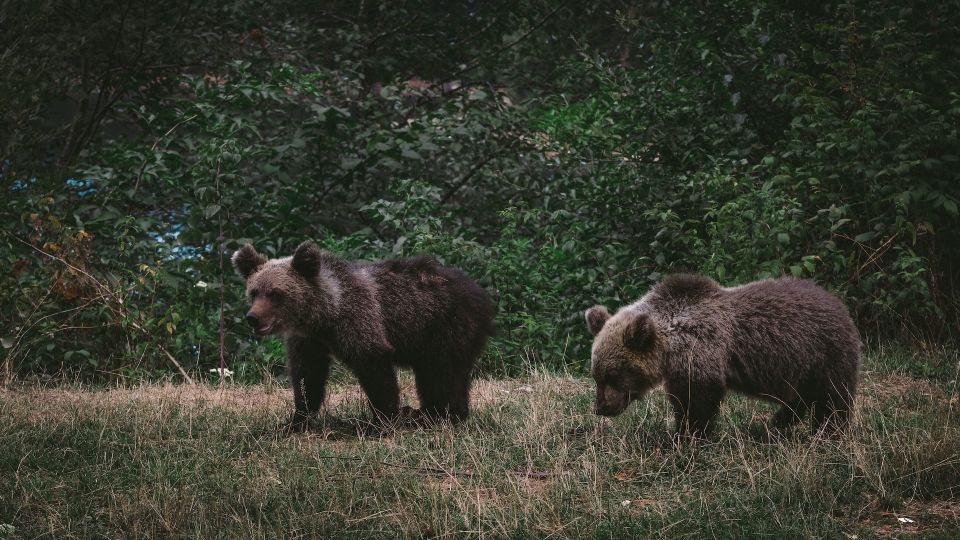 From Bucharest: Libearty Bear Sanctuary and Draculas Castle - Frequently Asked Questions