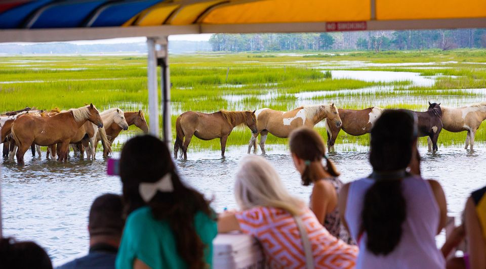 From Chincoteague Island: Assateague Island Boat Tour - Departure and Activities