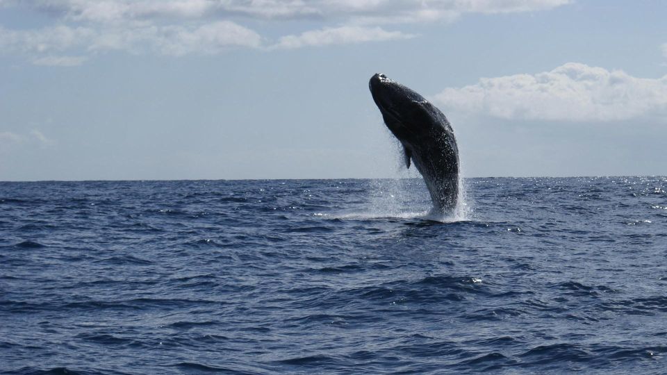 From Funchal: Whale and Dolphin Watching - Included Amenities