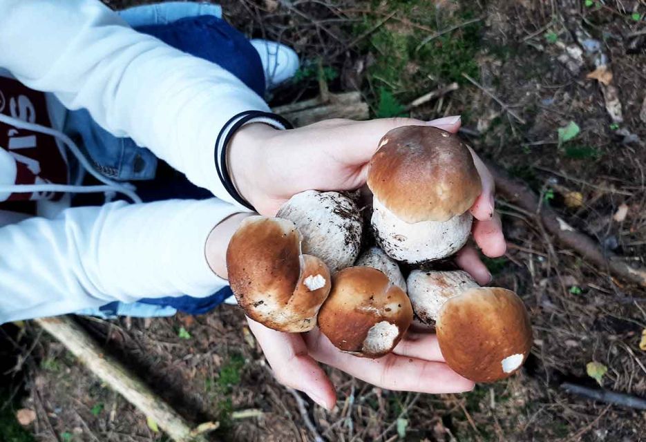 From Helsinki: Mushroom Hunting Tour in a National Park - Identifying Edible Fungi