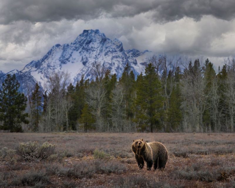 From Jackson: Grand Teton Wildlife & Scenery Tour With Lunch - Inclusions and Exclusions