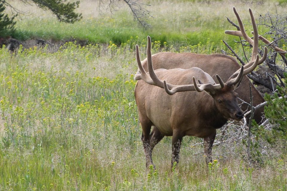 From Jackson: Yellowstone National Park Day Trip With Lunch - Fountain Paint Pots Exploration