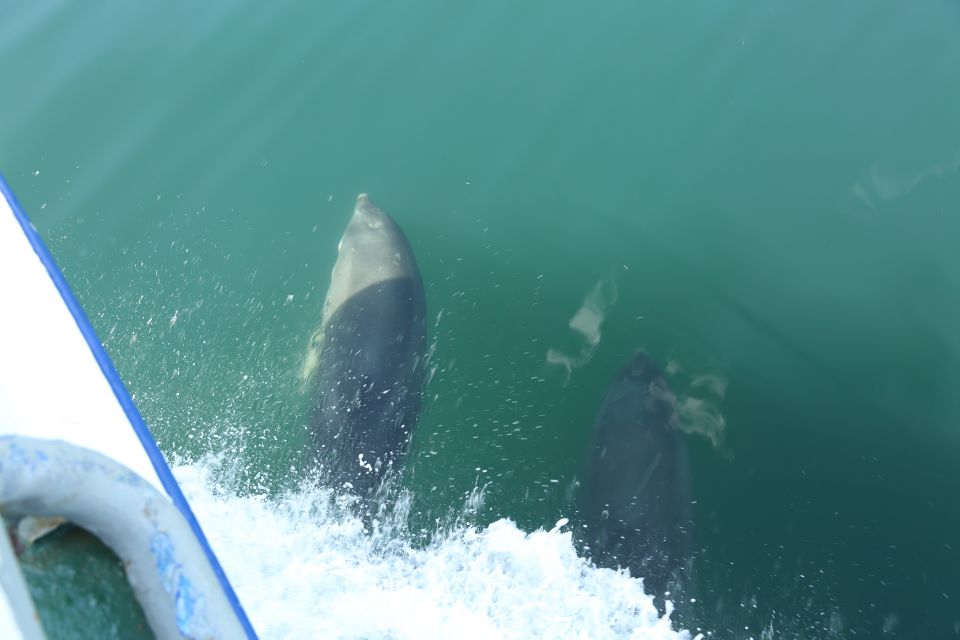 From Killybegs: Sliabh Liag Cliffs Coastal Boat Tour - Wildlife Sightings