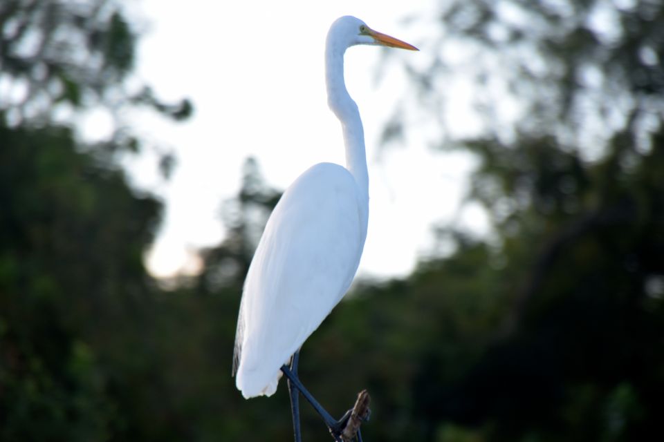 From Lafitte: Swamp Tours South of New Orleans by Airboat - Important Information