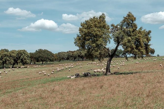 From Lisbon to Alentejo: Évora and Megaliths Full-Day Group Tour - Transportation by Private Minivan