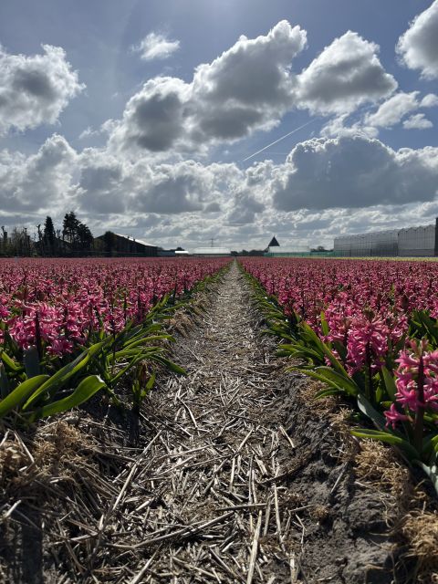 From Lisse: Landrover Tour Along Keukenhof & Flower Fields - Customer Reviews