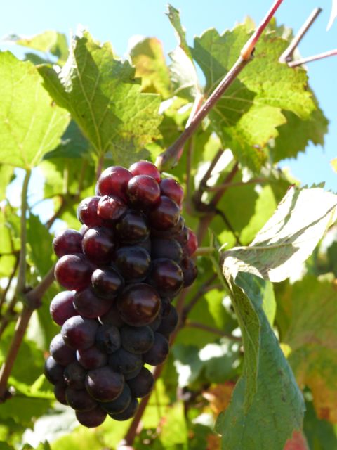 From Lyon: Beaujolais Wine Tasting Day Tour - Traditional Machon Snacks