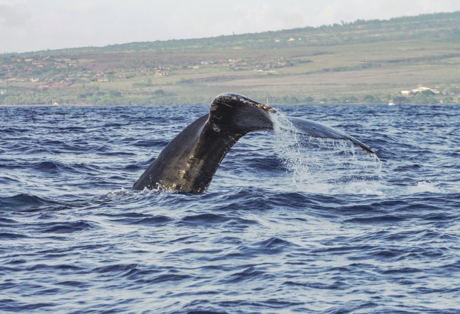 From Maalaea: Whale Watching Catamaran Cruise With Drinks - Important Information