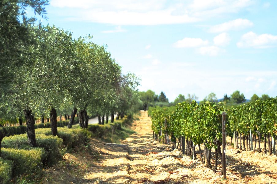 From Montpellier: Wine and Olive Tour - Traditional Wine Estate