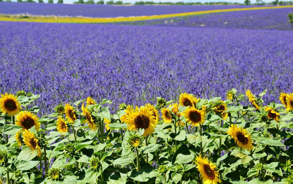 From Nice: Verdon Gorge Full-Day Tour - Important Information