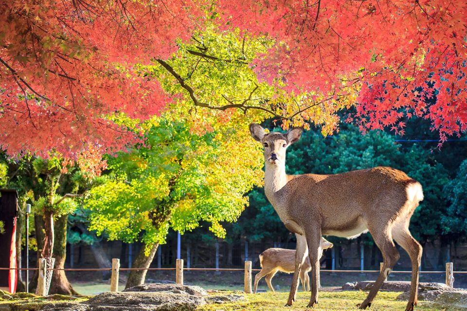 From Osaka: 10-hour Private Customized Tour to Nara - Frequently Asked Questions