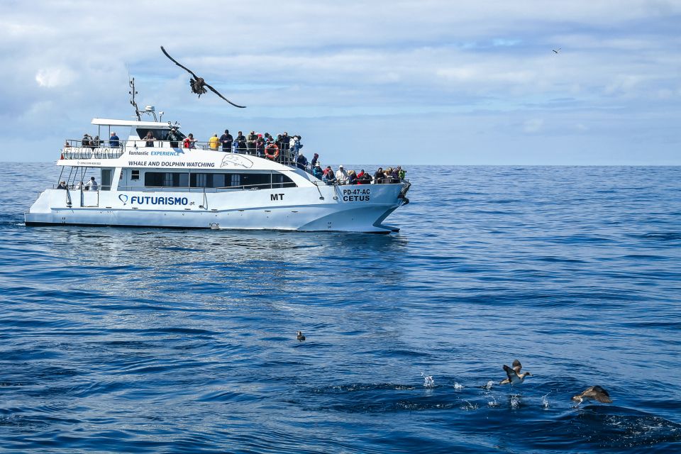 From Ponta Delgada: Whale and Dolphin Watching Trip - Departure and Boarding