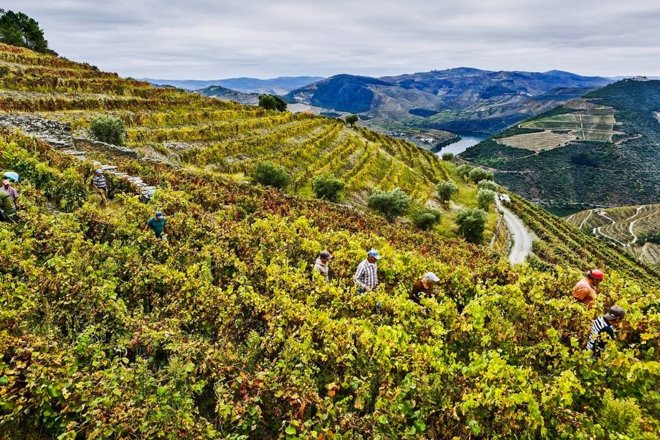 From Porto: Douro Valley Small Group Food and Wine Tour - Important Information