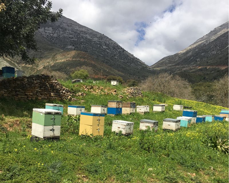 From Rethymno: the Cretan Way of Life in the Mountains - Beekeeping and Honey Extraction