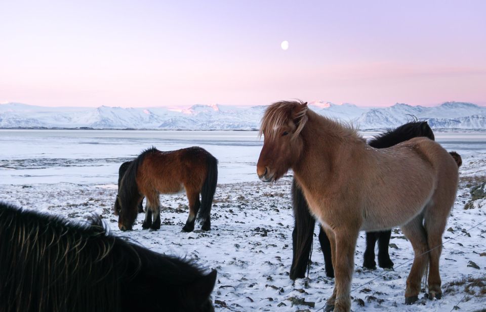 From Reykjavik: 6-Day Icelandic Ring Road Tour - Experience Whale Watching in Siglufjordur