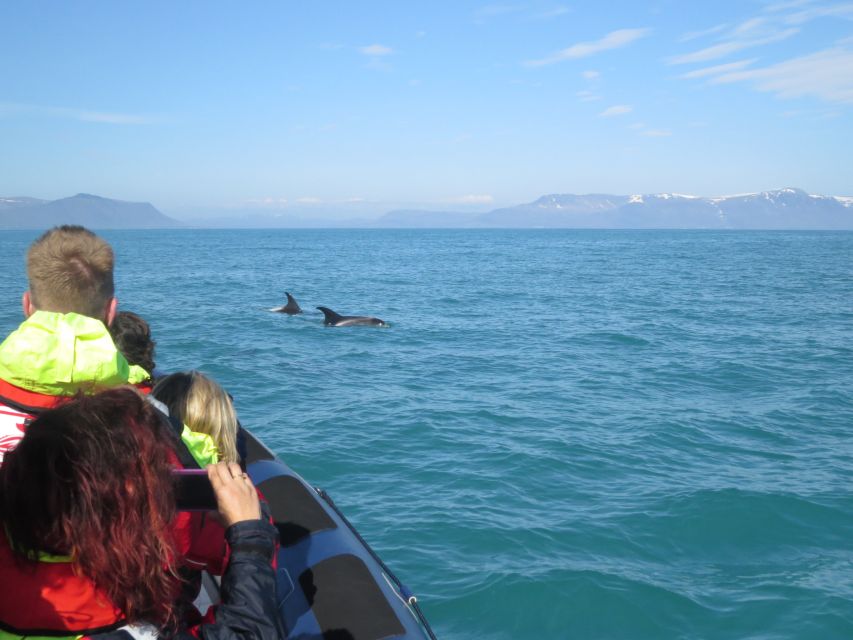 From Reykjavik: Whale and Puffin Watching RIB Boat Tour - Inclusions