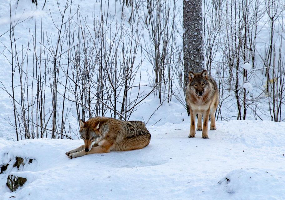 From Rovaniemi: Return Transfer to Ranua Zoo by Private Van - Prompt Arrival