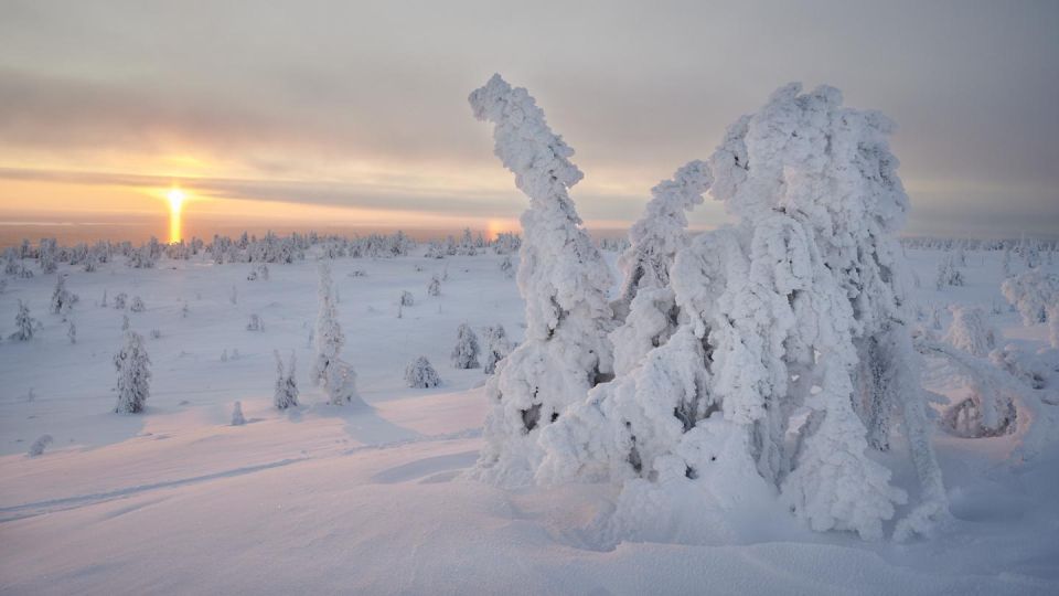 From Rovaniemi: Winter Wonderland Hike With a Hot Drink - Frequently Asked Questions