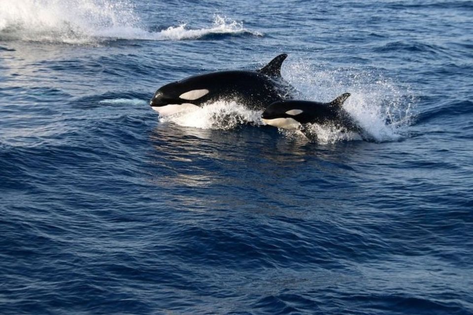 From Seville : Cetacean Adventure With Beach Day in Tarifa - Things To Known