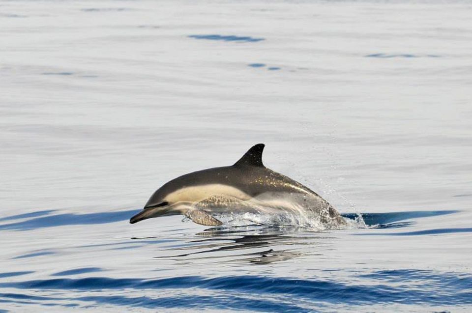 From Seville: Gibraltar Dolphins Watching Day Trip - Customer Ratings and Feedback