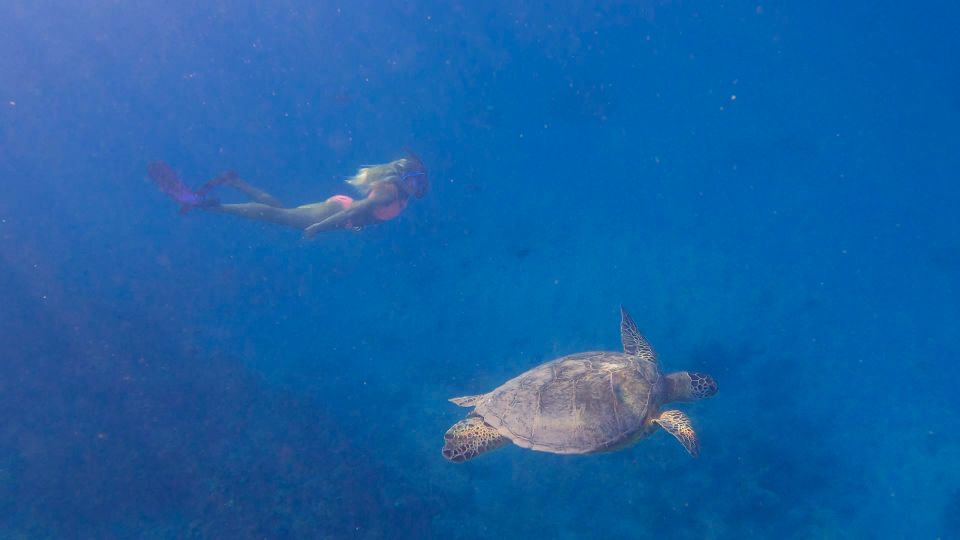 From Waikiki: Turtle Canyons Snorkeling Tour - Meeting Point and Duration