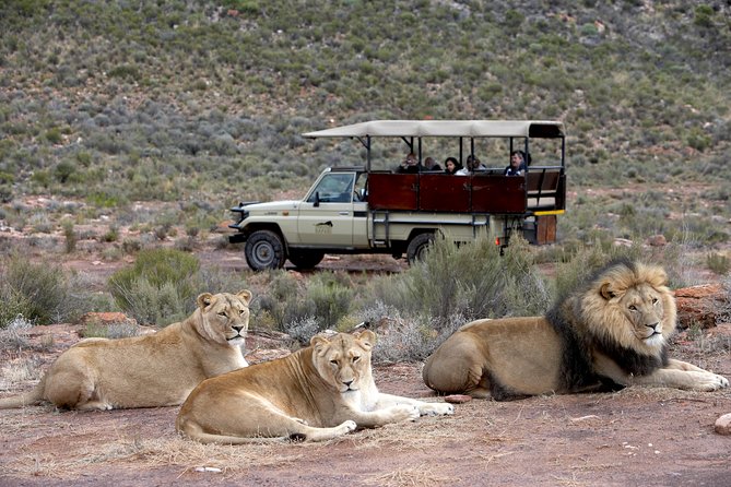 Full Day Big 5 Aquila Safari Private Transfers Including Park Fee From Cape Town - Cancellation Policy