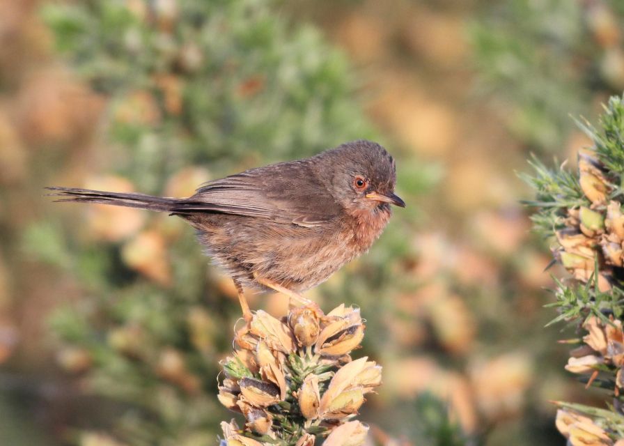 Full Day Birding - Location and Meeting Point