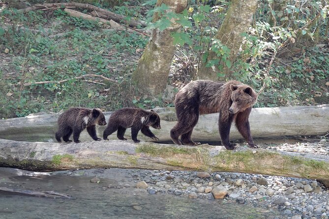 Full Day Grizzly Bear Tour to Bute Inlet - Safety Precautions and Guides