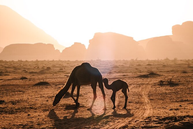 Full Day Jeep Tour in Wadi Rum Desert - Private Tour Experience