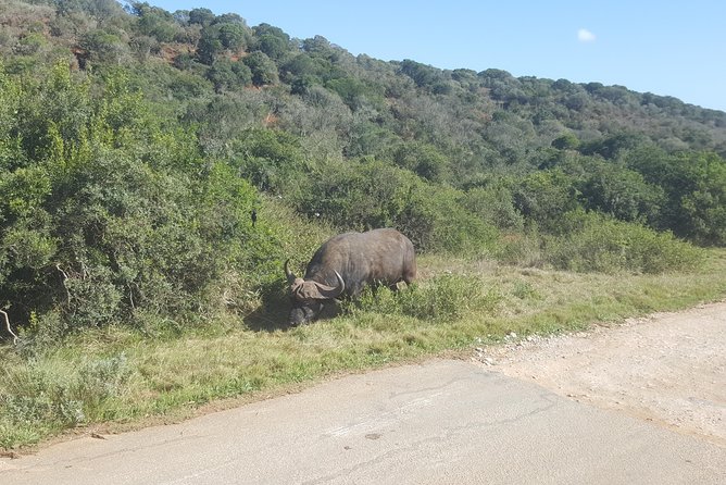 Full Day Private Addo Elephant Safari Min 2 Pax Max 6 Pax - Guest Feedback and Experiences