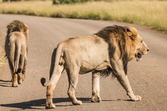 Full Day Safari Tour of Pilanesberg National Park, Open Jeep Experience - Additional Tour Details