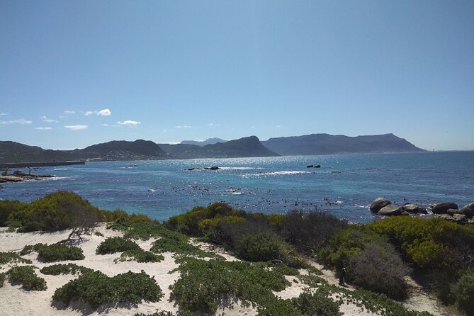 Full Day Tour of the Cape Read Our Reviews to See Why People Book - What to Expect