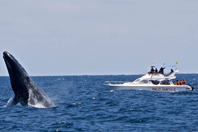 Full-Day Whale Watching Tour in Samana Bay From Punta Cana - Traveler Recommendations