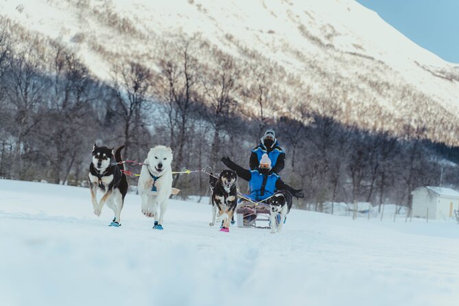 Fun & Easy Dog Sledding Adventure - Early Bird - Guides and Dog Care