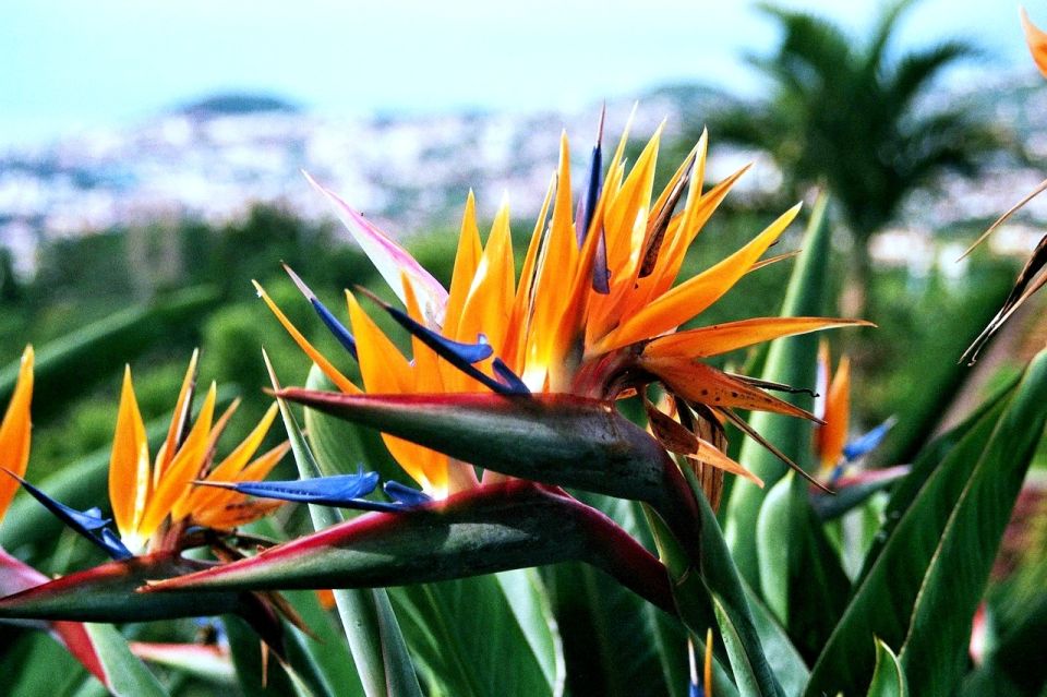 Funchal: Madeira Botanical Garden Private Tuk-Tuk Tour - Transportation and Pickup Service