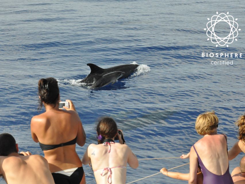 Funchal: Pico Arieiro, Christ the King, and Dolphin Watching - Cristo Rei Viewpoint