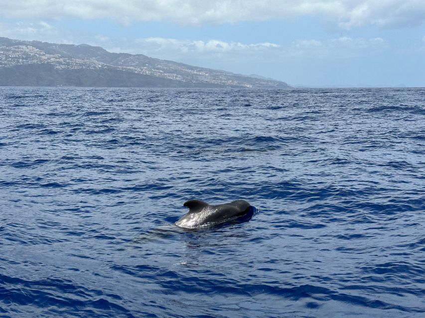 Funchal: Swim With Dolphins / Dolphin&Whale Watching by RIB - Tour Duration