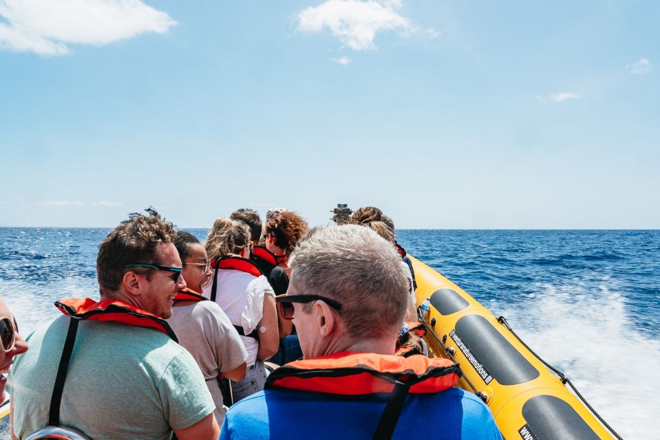 Funchal: Whale and Dolphin Watching Speed Boat Tour - Important Information