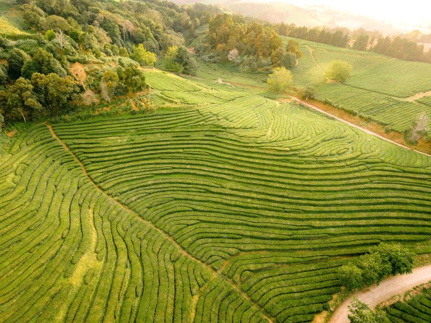 Furnas: Tea Plantations, Lake and Volcano Guided Tour - Furnas and Caldeiras