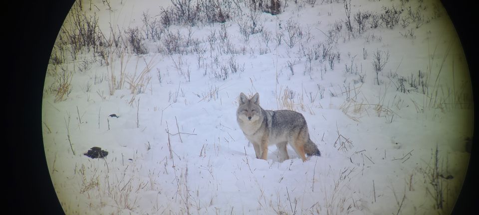 Gardiner: Yellowstone National Park Wildlife Guided Tour - Duration and Meeting Point