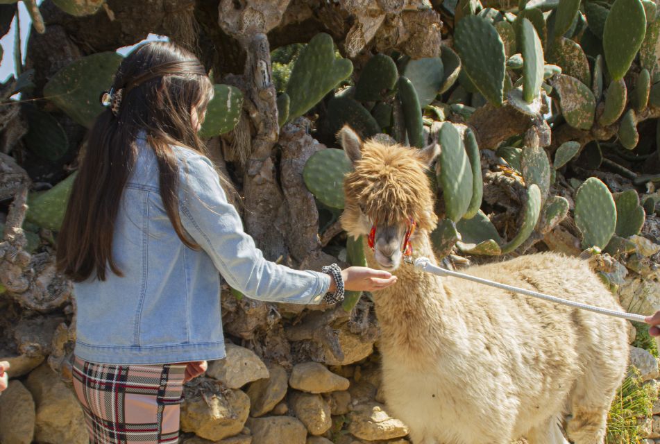 Gozo Alpaca Walks : With Feeding and Farm Visit - Booking Information