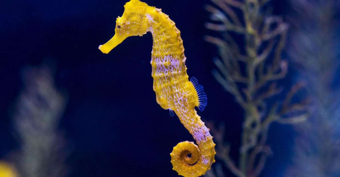 Gran Canaria Experience From Tenerife - Poema Del Mar Aquarium