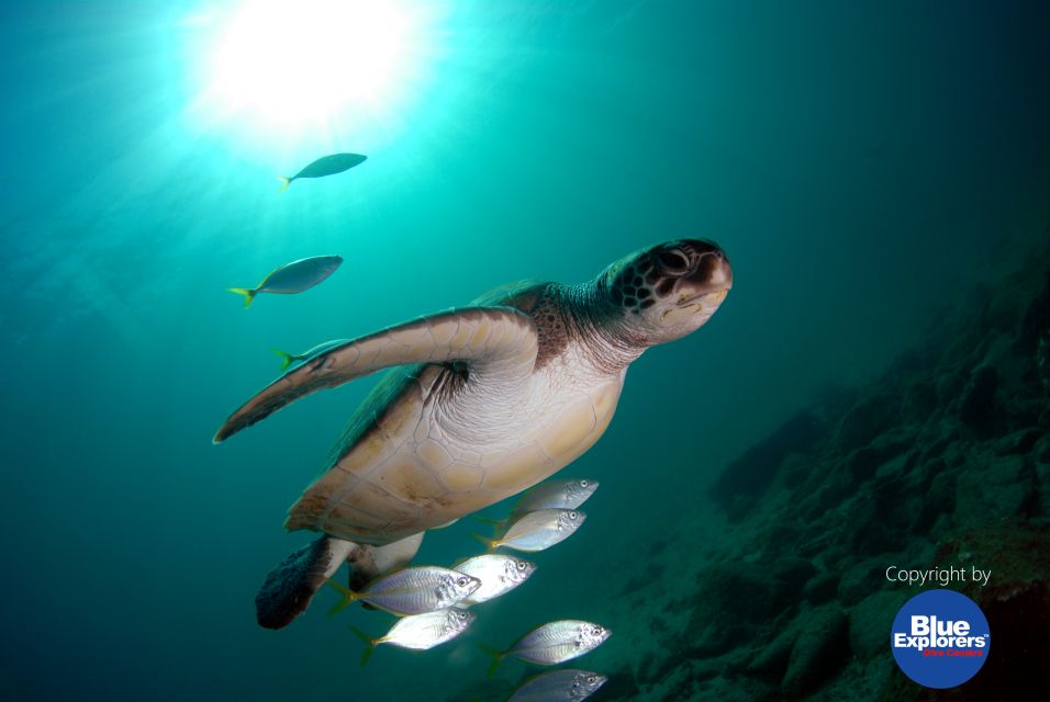 Gran Canaria Scuba Diving for Certified Divers - Important Information