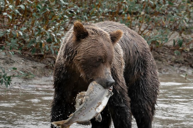 Great Bears of Bute: Grizzly Bear Viewing & Indigenous Cultural Tour - Logistics and Tour Details