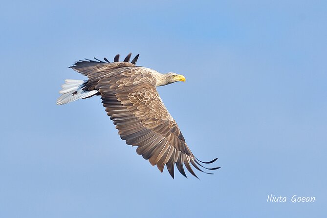 Guided Birdwatching Day Trip to the Danube Delta - Private Program - Physical Fitness Level