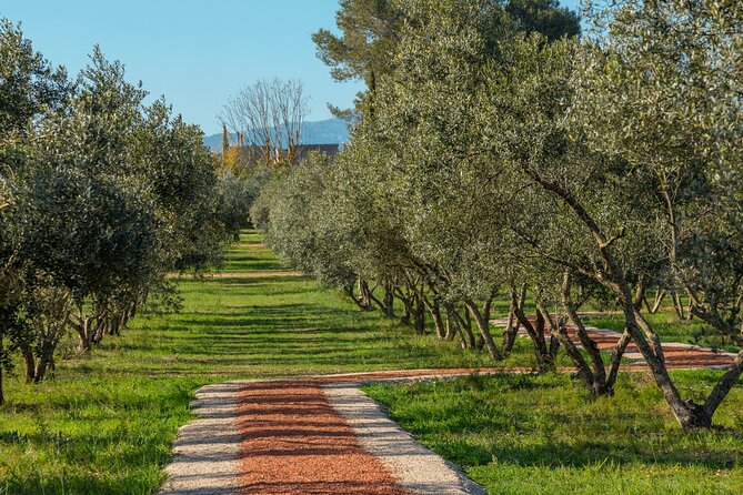 Guided Tour and Olive Oil Tasting in Mallorca - Olive Oil Production