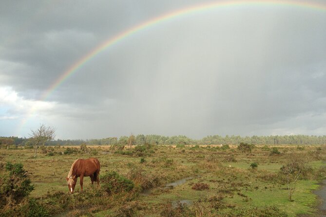 Guided Walking Tour of New Forest National Park in Hampshire - Cancellation and Weather Policy